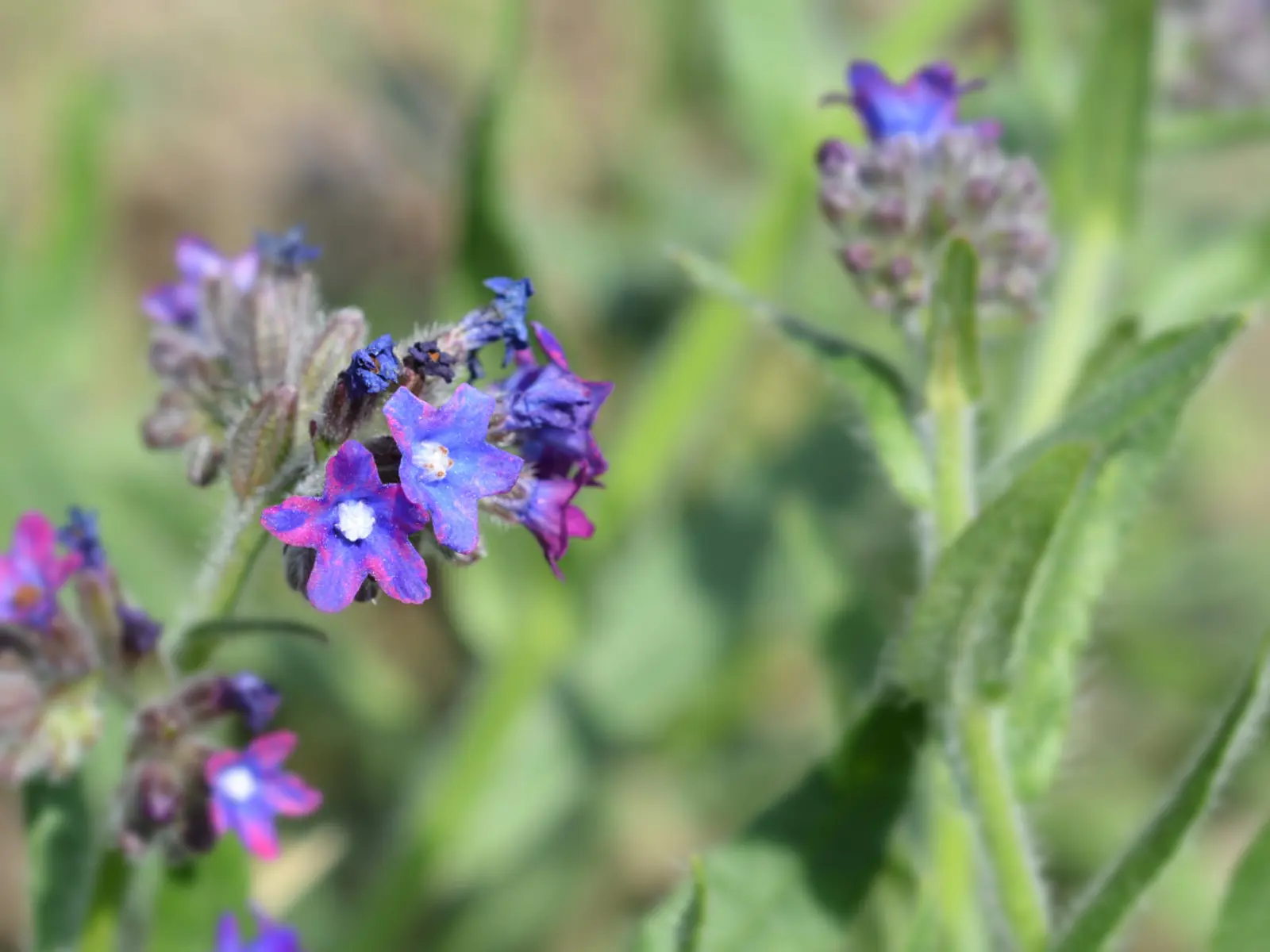 Bugloss Types Invasive weed control bylaw | Regional District of Central Okanagan