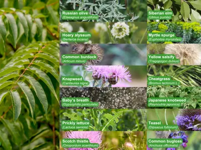 Weed Control - Invasive weeds - April 2026