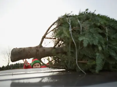 A Christmas tree strapped to a car on it's way to be chipped and recycled after the holidays.