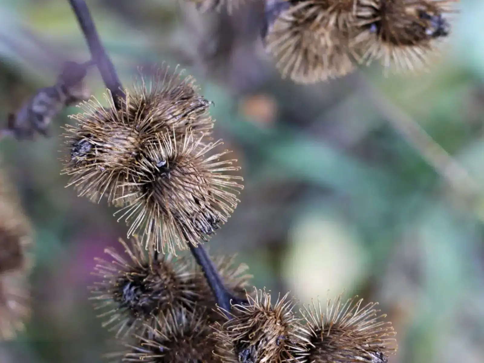 Invasive weed control bylaw | Regional District of Central Okanagan