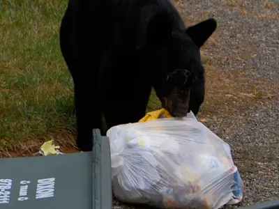 Bear-with-garbage-bag.jpg