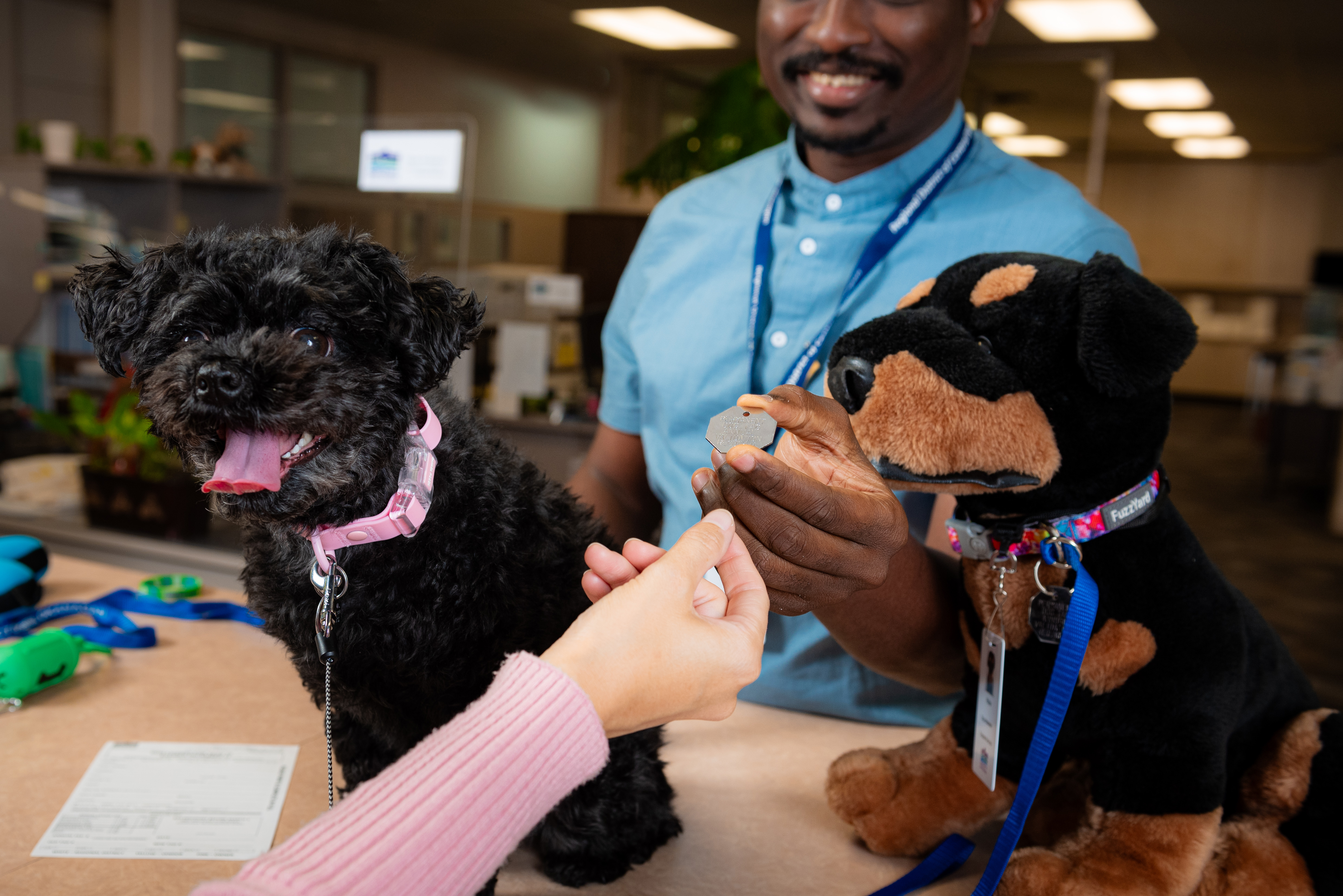 Dog owner being handed a dog licence tag.