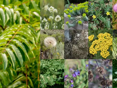 A collage of photos of 13 different invasive weeds.