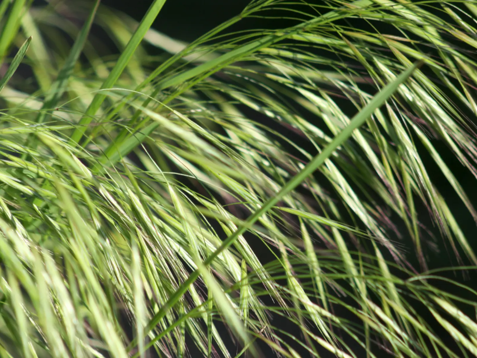 Invasive weed control bylaw | Regional District of Central Okanagan