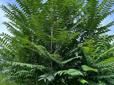 Tree-of-Heaven-1.png