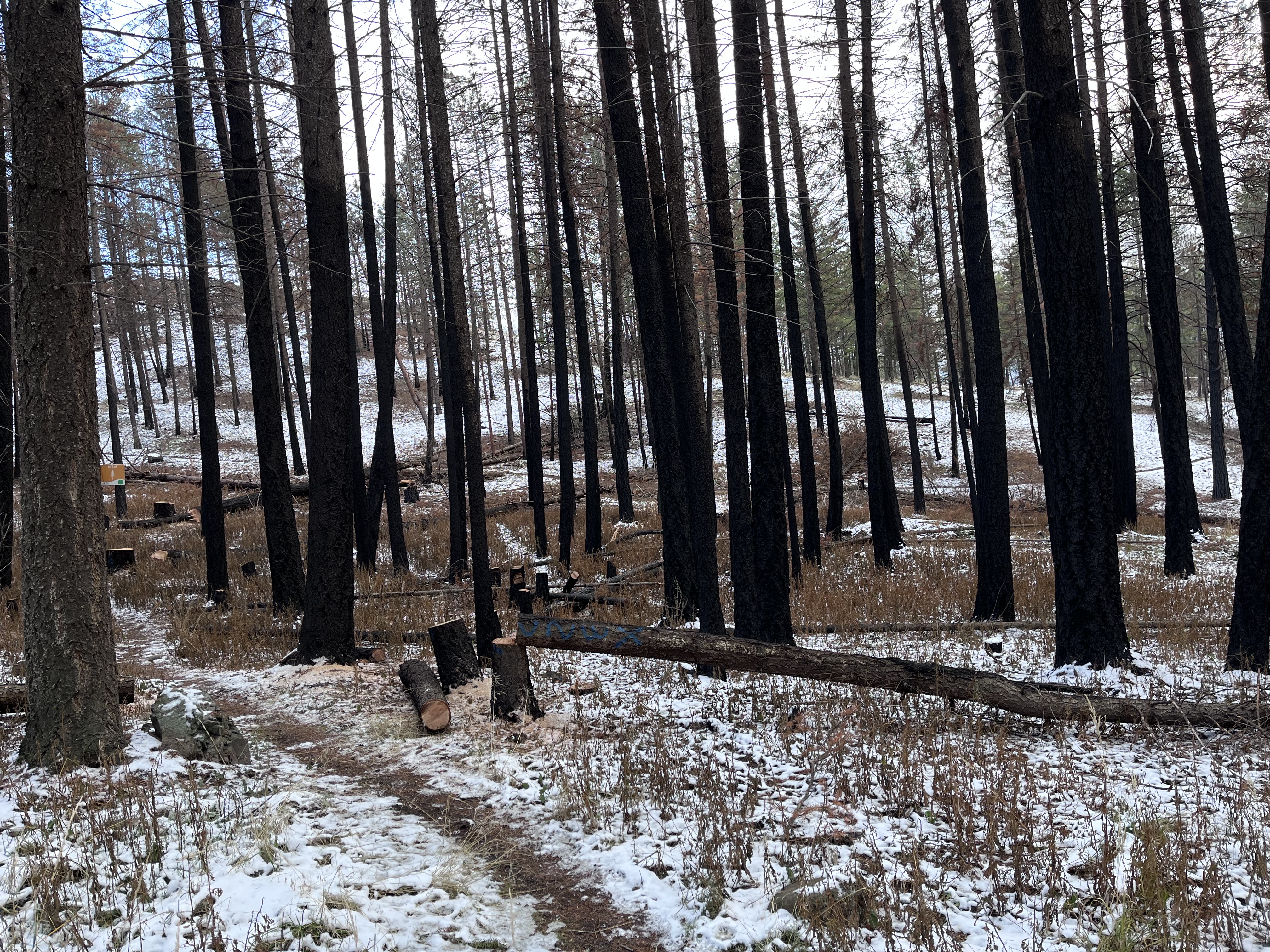 Burnt trees in the snow in Rose Valley Regional Park.