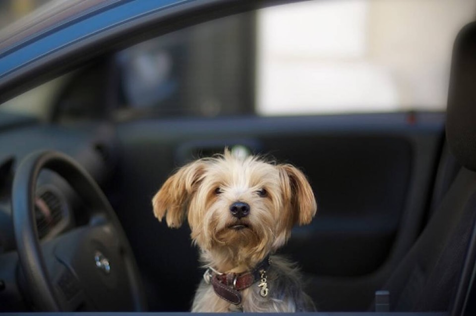 A Yorkshire terrier sitting in a car looking out the window.