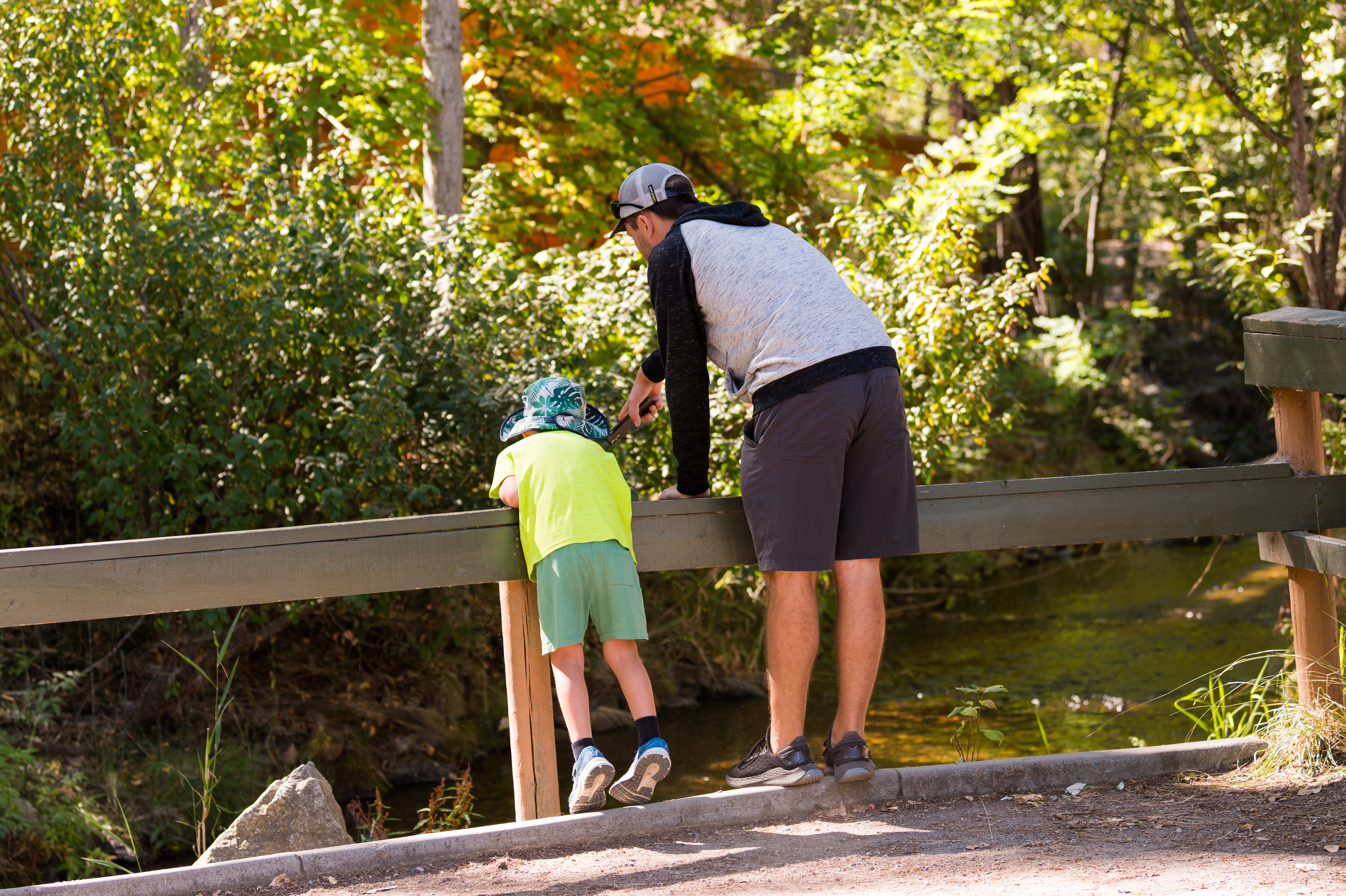 Child and adult leaning over a wooden railing to look at Kokanee salmon in a creek.