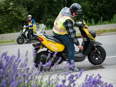 worker on scooter applies larvicide to catch basin with lavender flower in foreground