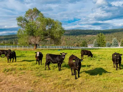 Black cattle grazing in a green pasture with a large tree and forested hills in the background.