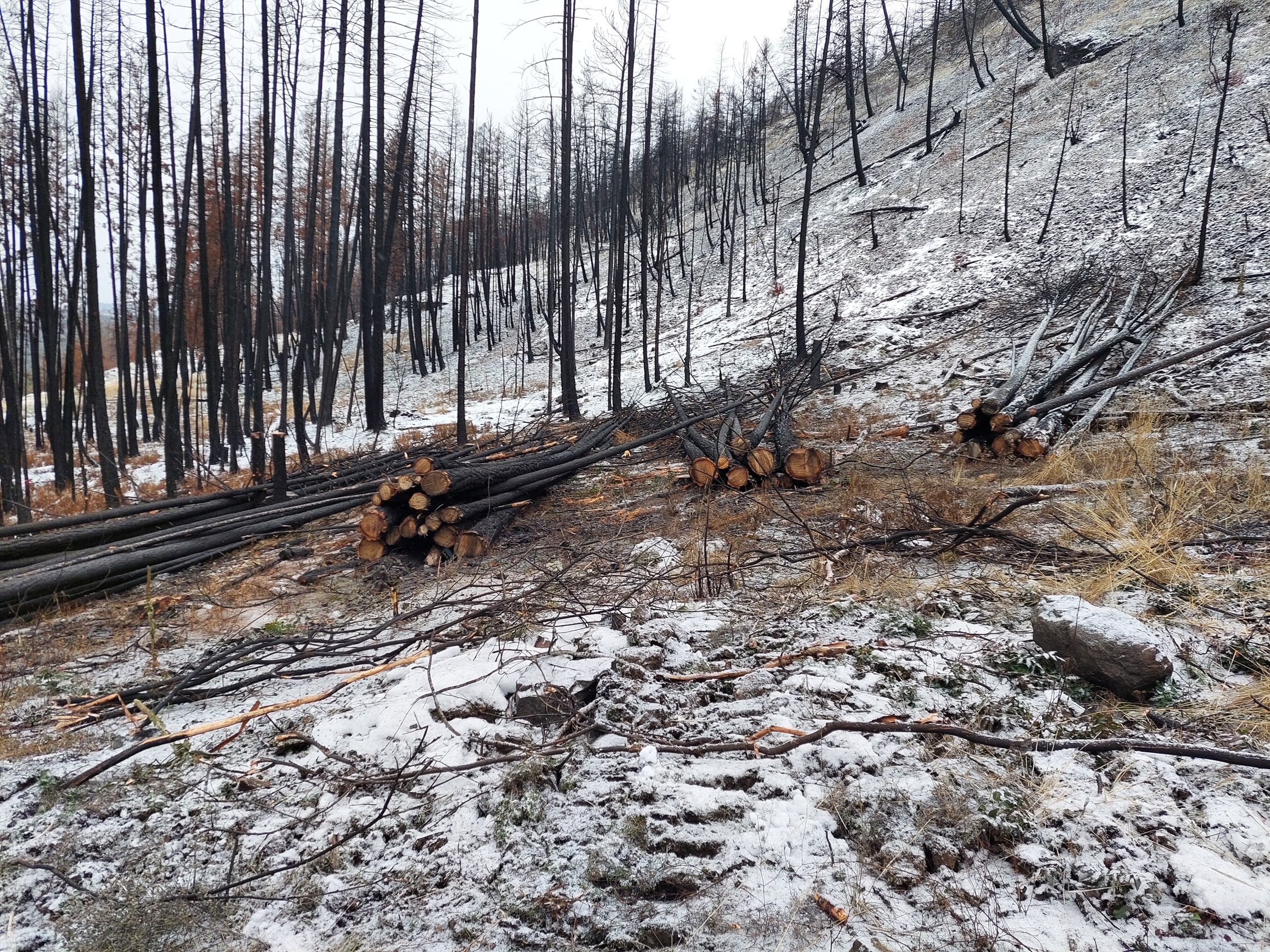 Pile of logs from salvage harvesting in Rose Valley Regional Park 