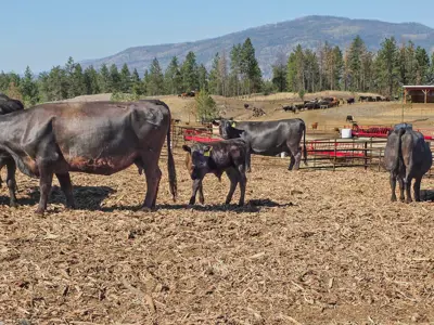 Cows resting on a local farm where tree chippings from Rose Valley and Stephens Coyote Regional Parks have been repurposed as bedding.
