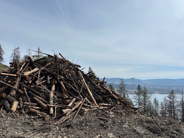 Pile of logs and debris set for controlled burning in Rose Valley Regional Park.