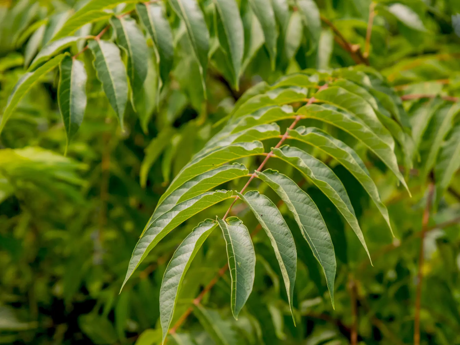 Invasive weed control bylaw | Regional District of Central Okanagan